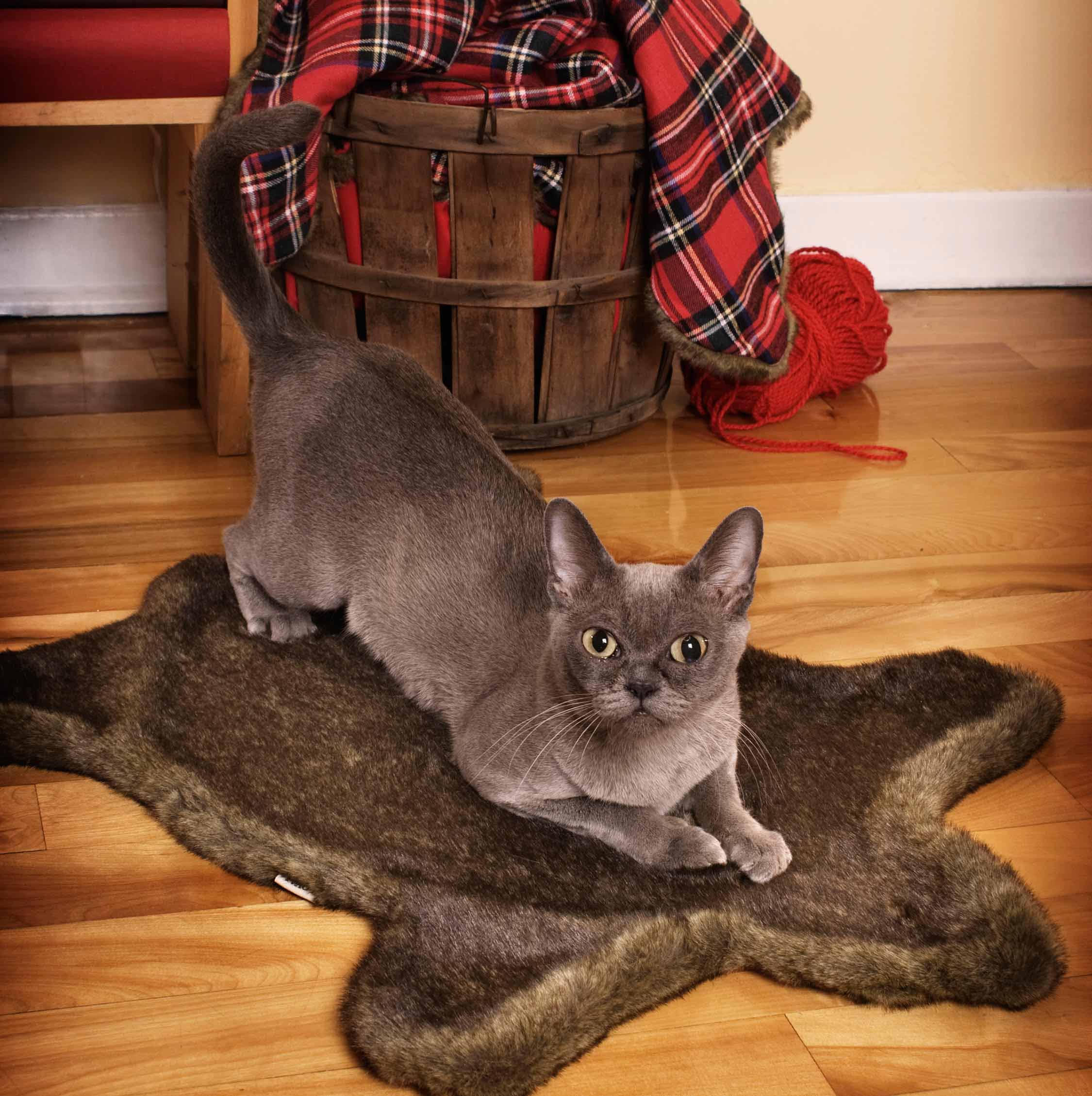 The_Faux_Bearskin_cat_carpet_5_Loyal_Luxe_L